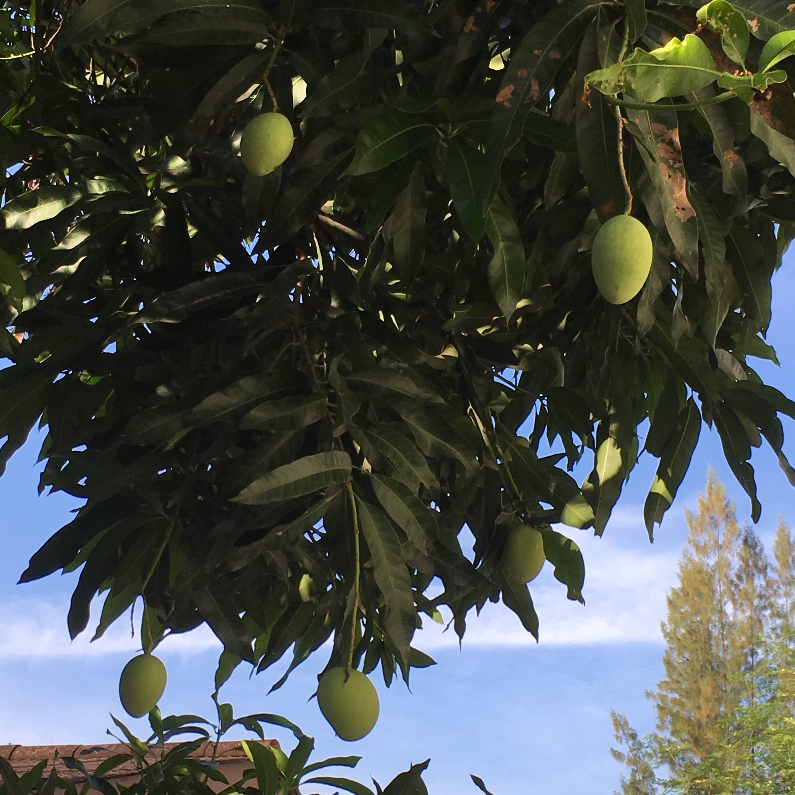 Mango tree in our WorkAway home.